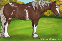 Horse Color:White Spotted Silver Brown Rabicano 