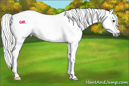 Horse Color:Gray Black 