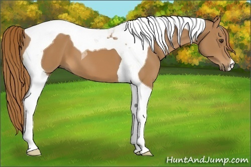Horse Color:Chestnut Tobiano
