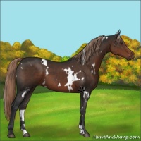 Horse Color:White Spotted Liver Chestnut 