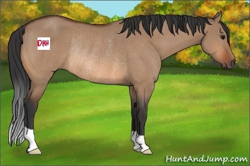 Horse Color:Bay Dun Rabicano