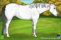 Horse Color:White Spotted Black Ice 