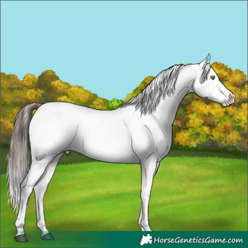 Horse Color:White Spotted Brown Appaloosa 