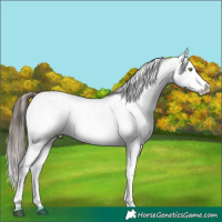 Horse Color:White Spotted Brown Appaloosa