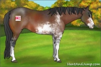 Horse Color:Bay Sabino