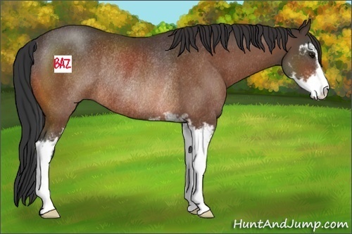 Horse Color:Bay Sabino Rabicano 
