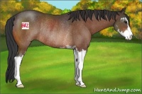 Horse Color:Bay Sabino Rabicano 