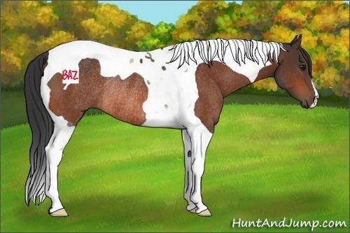Horse Color:Bay Tobiano Rabicano