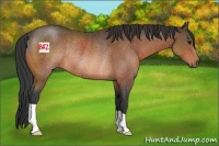 Horse Color:Bay Rabicano 