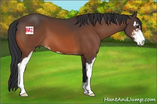 Horse Color:Brown Sabino