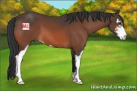 Horse Color:Brown Sabino