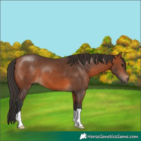 Horse Color:Bay 