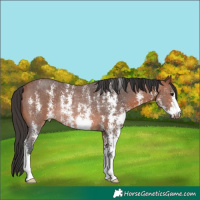 Horse Color:Bay Sabino Rabicano