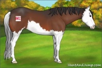 Horse Color:Bay Sabino Splash 