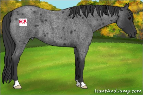 Horse Color:Blue Roan 