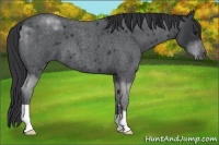 Horse Color:Blue Roan 