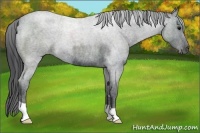 Horse Color:Blue Roan 