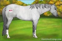 Horse Color:Blue Roan 
