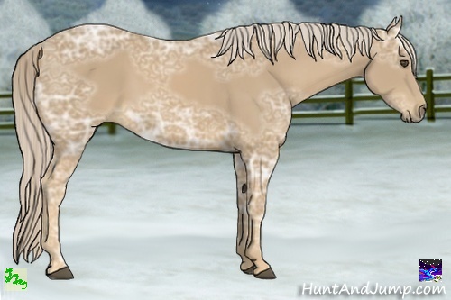 Horse Color:Palomino Ice 