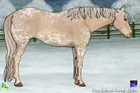 Horse Color:Palomino Ice 