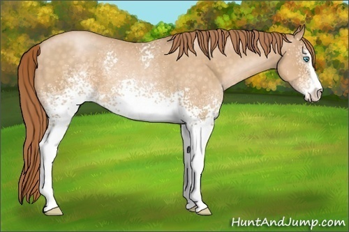 Horse Color:White Spotted Buckskin Pearl Sabino