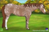 Horse Color:Chestnut Ice 