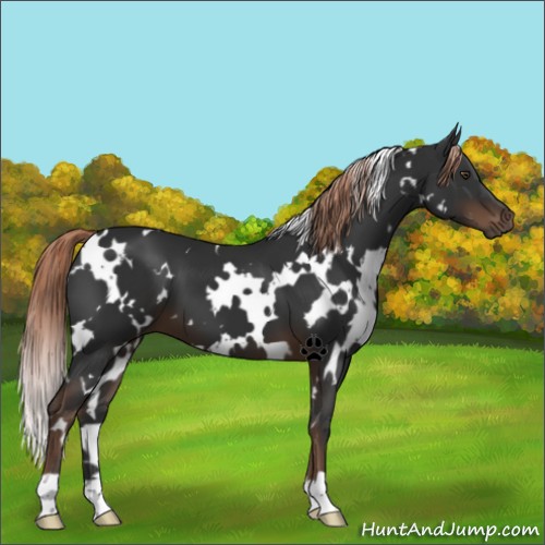 Horse Color:White Spotted Liver Chestnut 