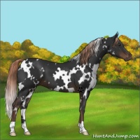 Horse Color:White Spotted Liver Chestnut 