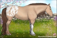 Horse Color:Amber Champagne Tobiano Appaloosa 