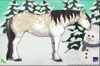 Horse Color:Buckskin Ice Dun Sabino