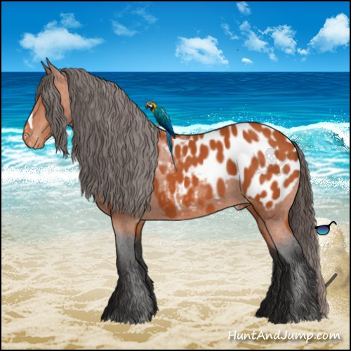 Horse Color:Bay Appaloosa 
