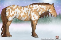 Horse Color:Sable Cream Champagne Appaloosa 