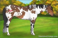 Horse Color:White Spotted Bay 