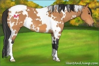 Horse Color:White Spotted Bay 