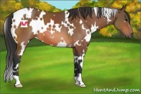 Horse Color:White Spotted Bay 