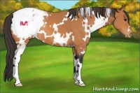 Horse Color:White Spotted Bay Appaloosa 