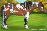 Horse Color:White Spotted Brown