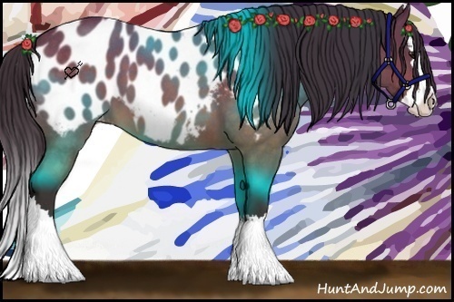 Horse Color:Buckskin Roan Splash Appaloosa