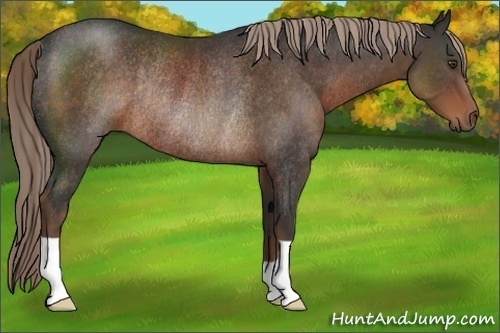 Horse Color:Liver Chestnut Rabicano 