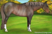 Horse Color:Liver Chestnut Rabicano 