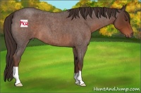 Horse Color:Liver Red Roan 