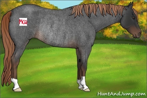Horse Color:Liver Red Roan Rabicano 