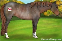 Horse Color:Liver Red Roan Rabicano