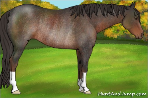 Horse Color:Liver Chestnut Rabicano 