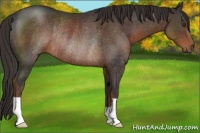 Horse Color:Liver Chestnut Rabicano 