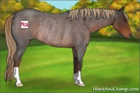 Horse Color:Liver Red Roan Rabicano