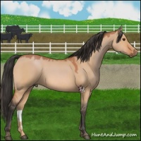 Horse Color:Bay Dun