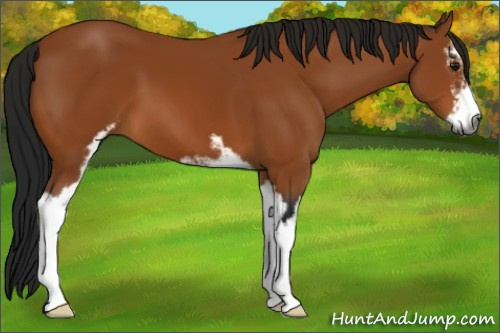 Horse Color:Gray Bay Sabino