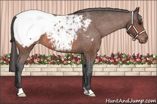 Horse Color:Bay Snowcap 