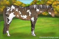 Horse Color:White Spotted Chocolate Palomino Appaloosa